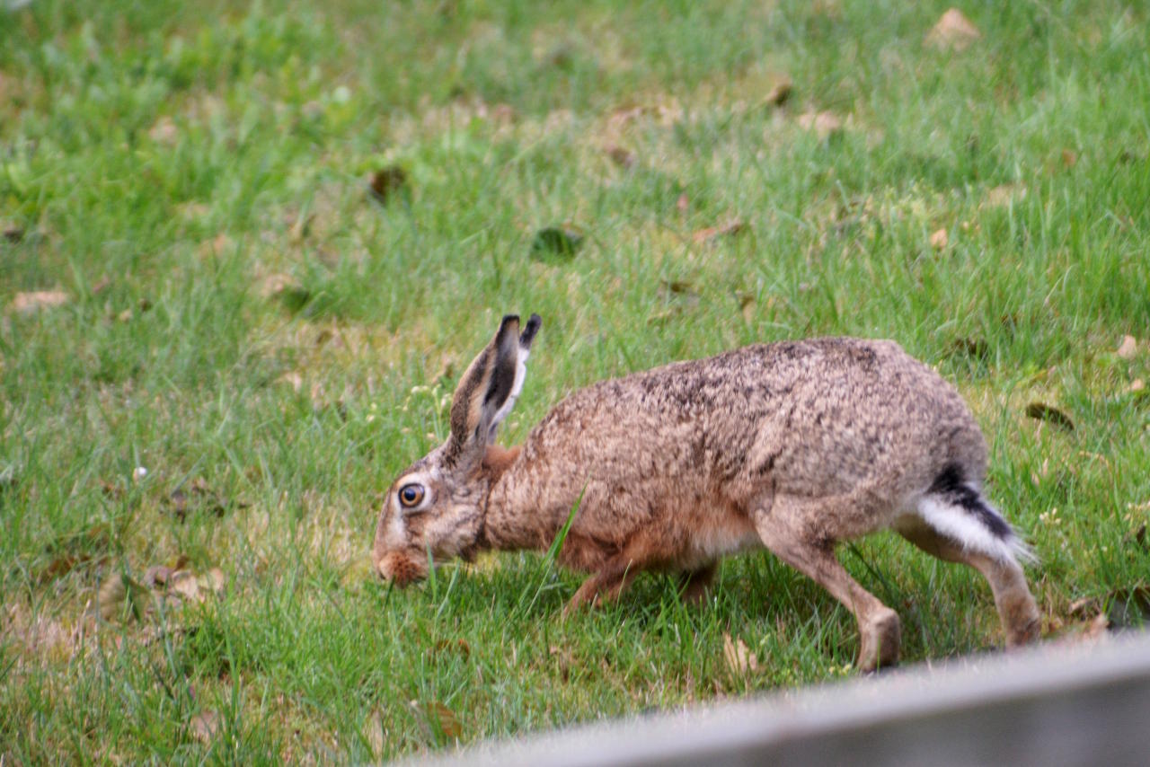 Dänemark, Teil 7 - Der Hase im Garten - JanJans Blog