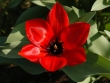 Tulpe